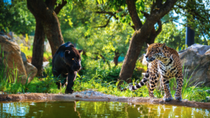 Jaguar Trek